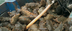 長(zhǎng)生島貢參 美食紀(jì)錄片 
